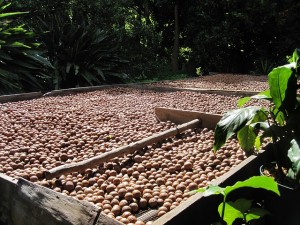 Macadamia-Nussernte